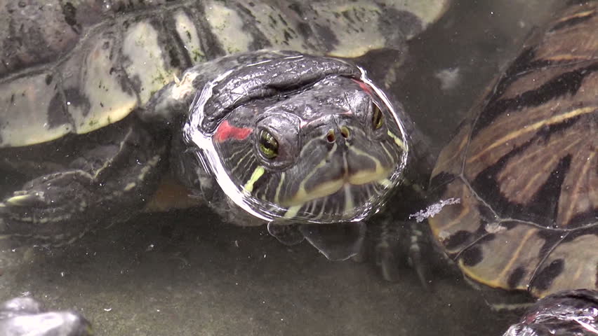red-eared slider turtles(Trachemys scripta elegans) close up on pond, also known as red-eared terrapin, close up hd clip.
