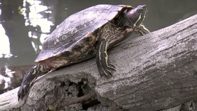 red-eared slider turtles(Trachemys scripta elegans) on stone, also known as red-eared terrapin, hd clip.
