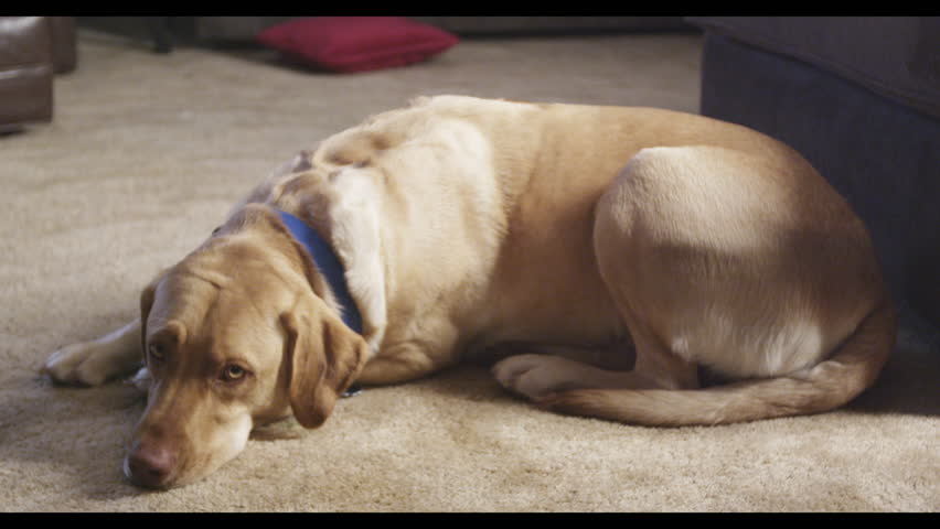 lazy big yellow dog asleep on Stock Footage Video (100% Royalty-free ...