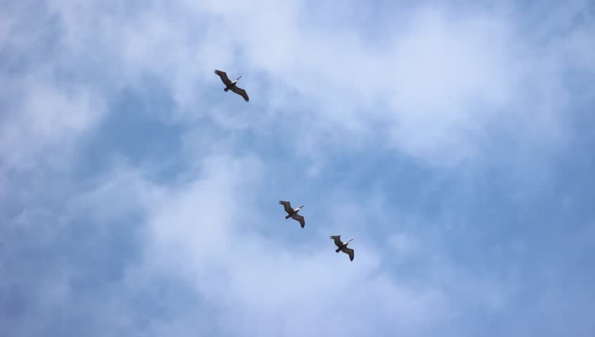 Three pelicans flying