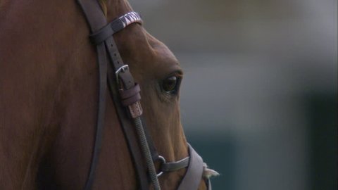 Polo Horse Blinking in slow motion during a Polo match