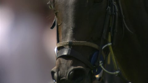 Slow motion shot of a horse's head & face during a Polo match