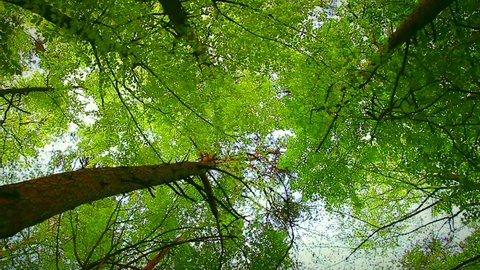 Inside a beech forest, bottom to top view.