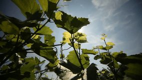 video footage of a Vineyard in germany at the river Ahr