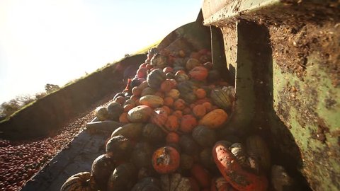 Video footage of a loading food over production of pumpkins with a tractor POV