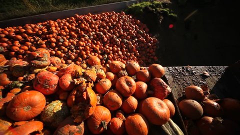 Video footage of a loading food over production of pumpkins with a tractor POV