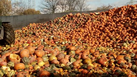 Video footage of a loading food over production of pumpkins with a tractor