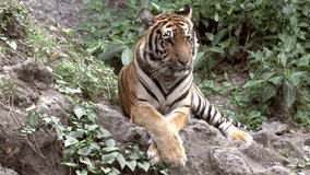 tiger at zoo resting, lying HD clip
