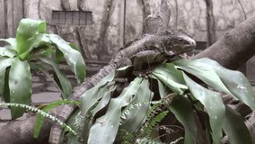 green iguana lizard on tree trunk, HD clip
