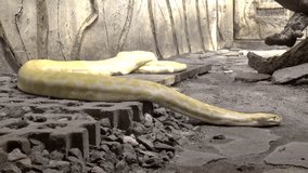 large albino snake crawling HD.
