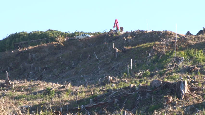 Large crane sorting fresh cut trees in forest clear cut.
