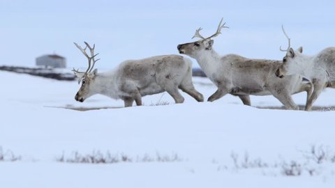 Group of caribou crossing frozen tundra. (Pan)