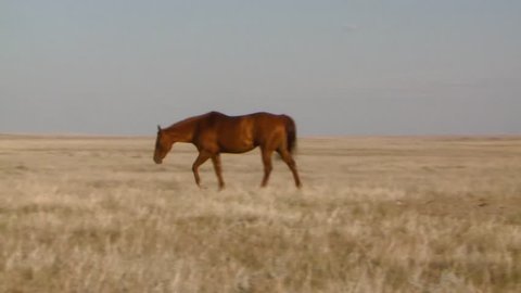 Horses passing through an Alberta field. (Pan)