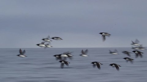 Flock of murre birds flying over the Arctic ocean.