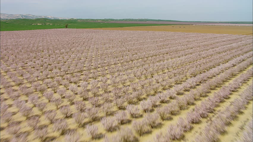 Farmland Hills Mountains Agriculture. The scene travels over farmlands. A pink flower crop is tilled and occupies a vast amount of the land.