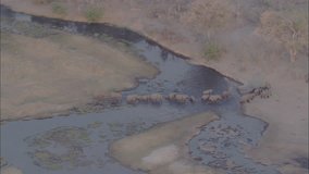 Herd Elephants Desert River. A heard of elephants are crossing a small river.