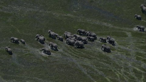 Elephants Marsh Migration Wildlife Marching. A spectacular look at a heard of elephants in the midst of migrating. The large number of elephants march through wet marshlands.