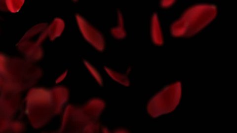 Slow Motion Red Rose petals flying with alpha channel isolated on black Background. Luma Matte.