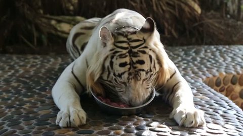 white tiger diet