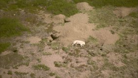 Aerial Footage Tundra Wolf. Aerial footage of the tundra. An arctic wolf is taking a nap on a dirt mound while her baby wolf feeds on her milk.