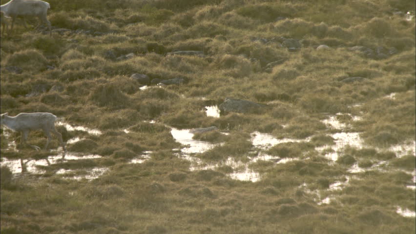 Aerial Footage Caribou Tundra. A large group of caribou are making their way across the frozen tundra.