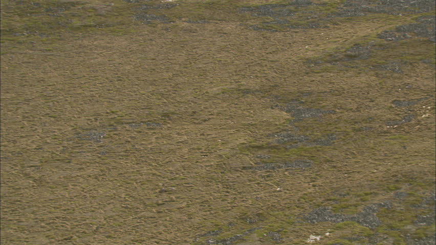 Aerial Footage Caribou Tundra. A large group of caribou are making their way across the frozen tundra.