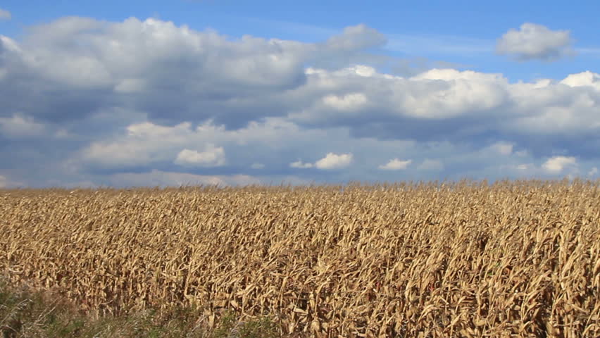 Dry cornfield on a windy sunny afternoon with nice blue sky in the background.