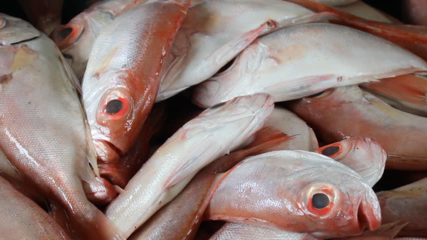 Choose Big-Eyed Fish by size