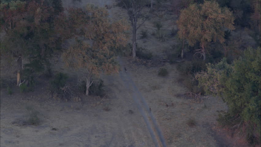 African Wild Dogs Savanna Pack. A high altitude view of the African savanna. The shot focuses on a pack of wild dogs roaming through the savanna.