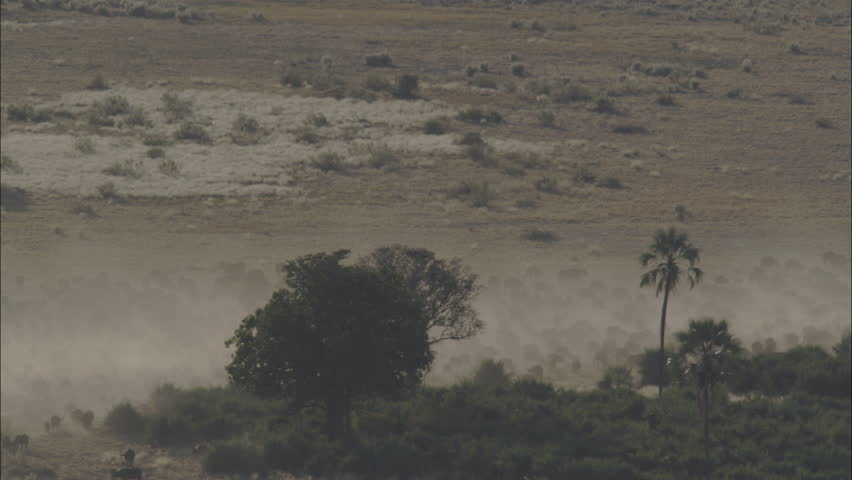 Savanna Africa Trees Cape Buffalo. The scene captures a desolate savanna in Africa. Trees litter the region. Dust obscures the view of a large herd of African Cape Buffalo migrating.
