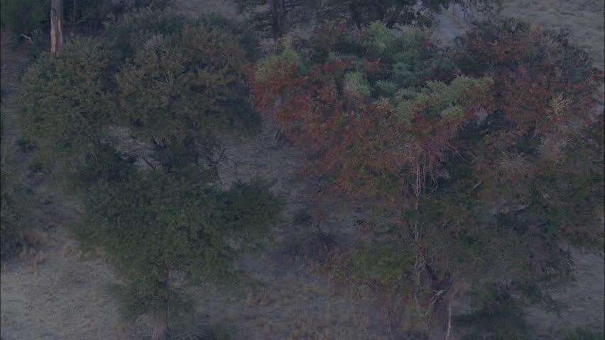 African Wild Dogs Savanna Pack. A high altitude view of the African savanna. The shot focuses on a pack of wild dogs roaming through the savanna.