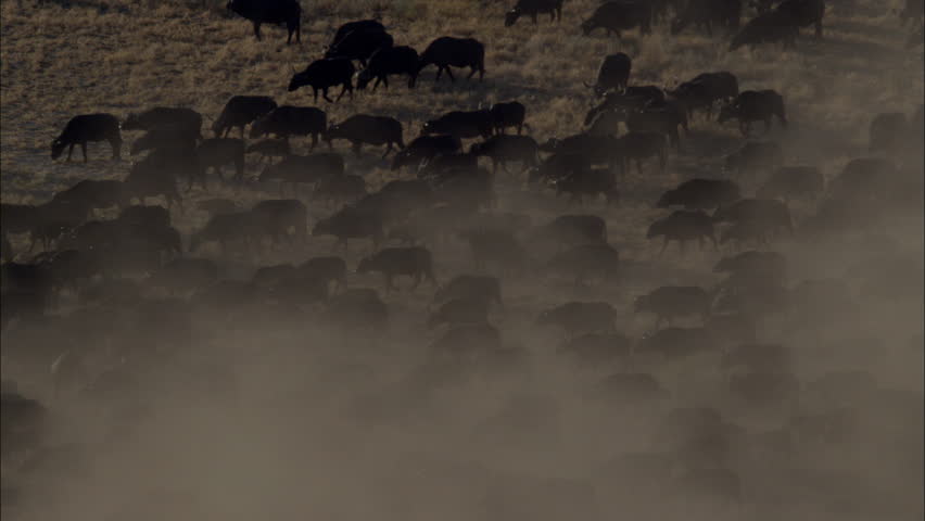 Savanna Africa Cape Buffalo. The scene captures a desolate savanna in Africa. Dust obscures the view of a large herd of African Cape Buffalo migrating and grazing.