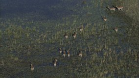Marsh Lechwe Antelope Grazing. A look at a herd of Lechwe Antelopes in a marshland. The antelopes run and march through the marsh grazing.