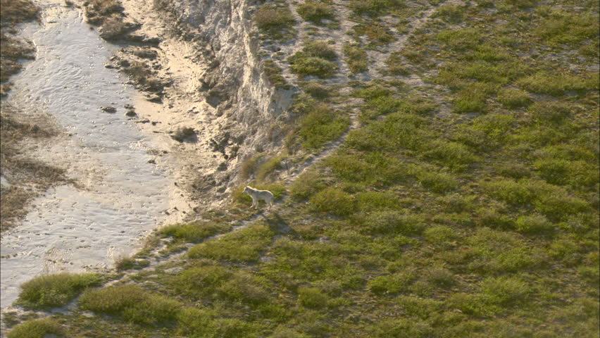 Wolf looking over ridge. A lone wolf looking over a ridge and then climbing down it.