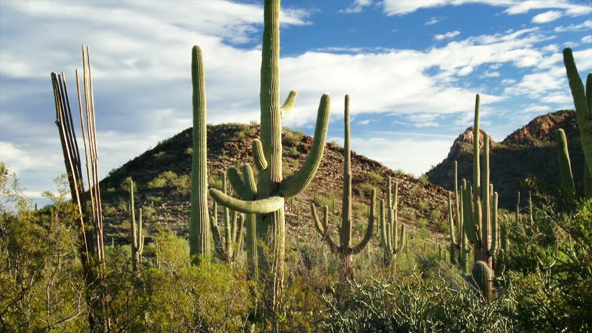 Desert landscape in Saguaro National Park, zoom
