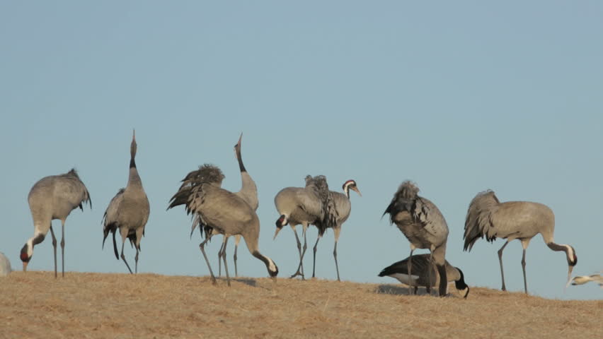Flock of common cranes on ground feeding and singing 