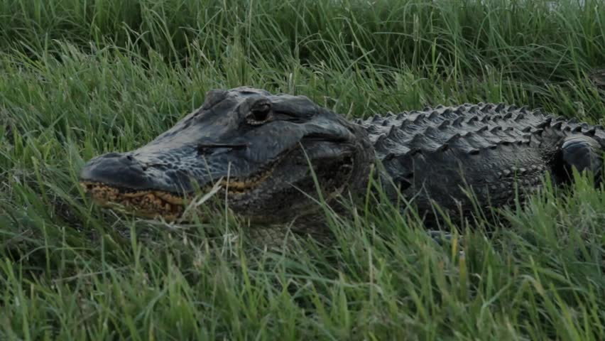 American alligator, sunbathing. MS.