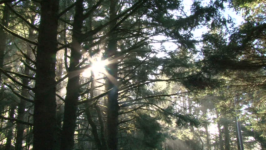 Morning sun light filters through trees in dense forest. | Shutterstock HD Video #5537516