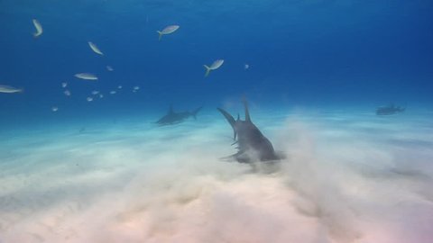 Great Hammerhead Sharks Swimming across the sandy bottom, in shallow waters of Bimini, The Bahamas.