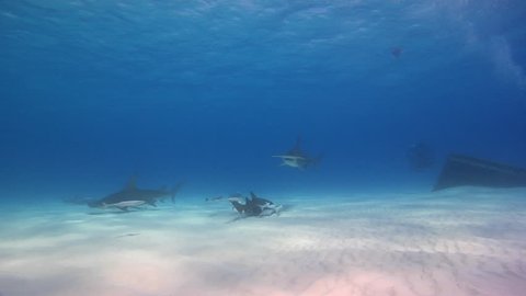 Great Hammerhead Sharks Swimming across the sandy bottom, in shallow waters of Bimini, The Bahamas.