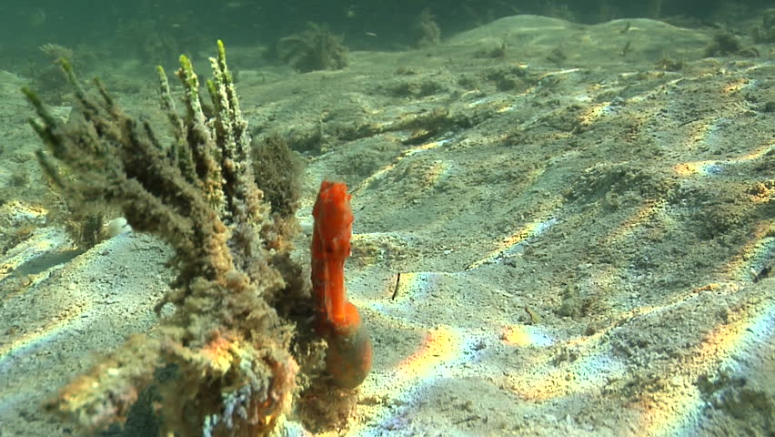 A Bright Orange Seahorse Leaves Stock Footage Video (100% Royalty-free