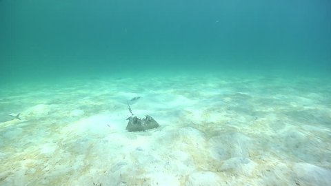 Two stingrays uncover themselves from beneath the sand and swim off into the waters of the Caribbean.