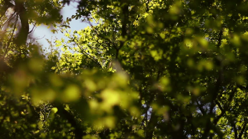 Sun Peeking Through the Trees Stock Footage Video (100% Royalty-free ...