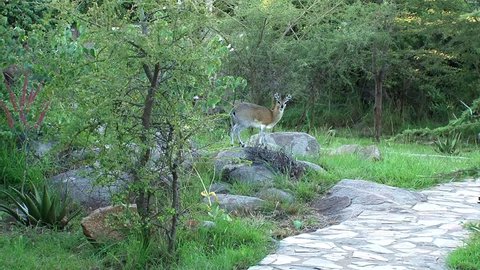 A beautiful klipspringer in a garden setting stares at the viewer.