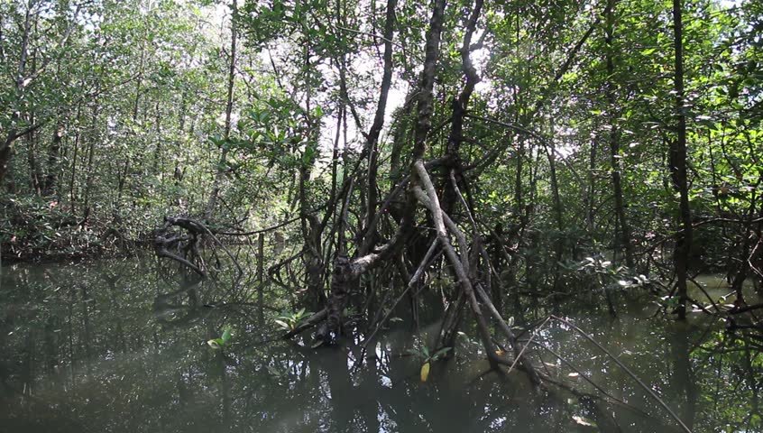 mangrove forrest, a Nature Video by Tigergallery