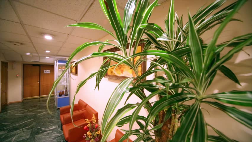 Green plant in pot in light small hall in modern office building