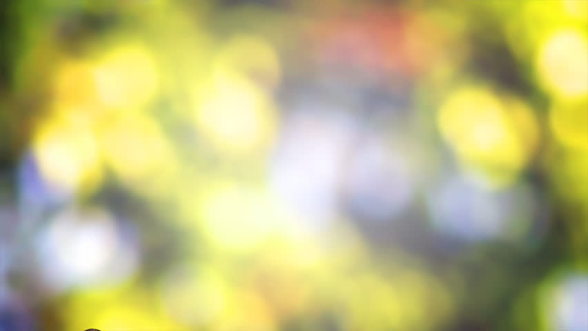 flying birds with text welcome. with alpha.