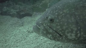 giant grouper(Epinephelus lanceolatus) also known as the brindlebass, brown spotted cod, or bumblebee grouper, hd clip
