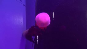 bizen jellyfish on aquarium, hd clip
