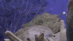 striated frogfish (Antennarius striatus) on aquarium with corals, hd clip
